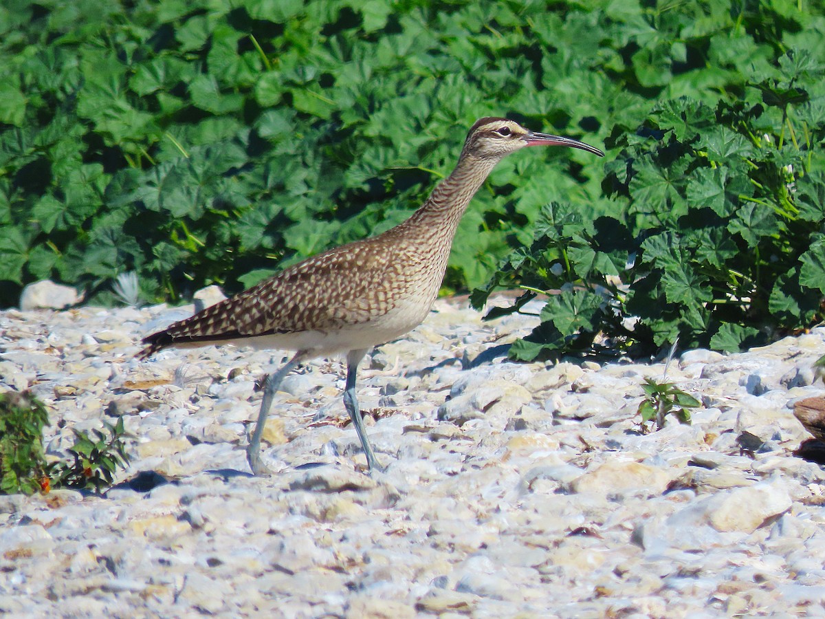 Hudsonian Whimbrel - ML642135015
