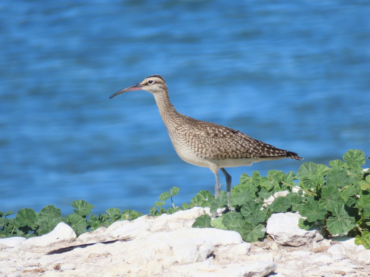 Hudsonian Whimbrel - ML642135018