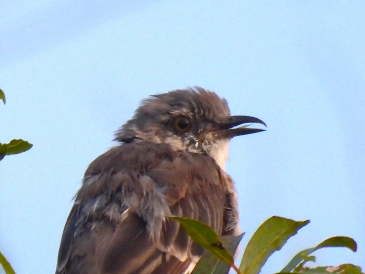 Northern Mockingbird - ML642135022