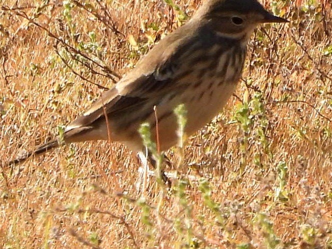 American Pipit - ML642135028