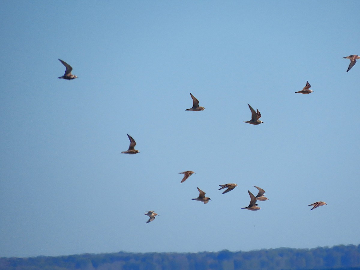 American Golden-Plover - ML642135042
