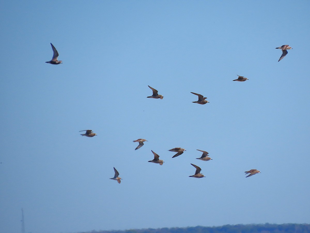 American Golden-Plover - ML642135043