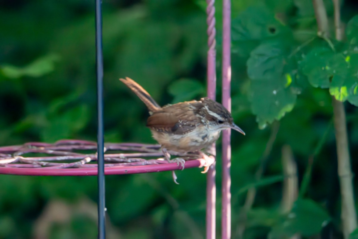 Carolina Wren - ML642135050