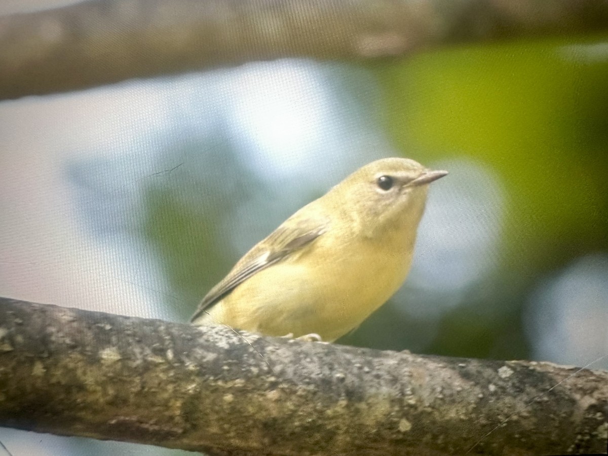 Black-throated Blue Warbler - ML642135067