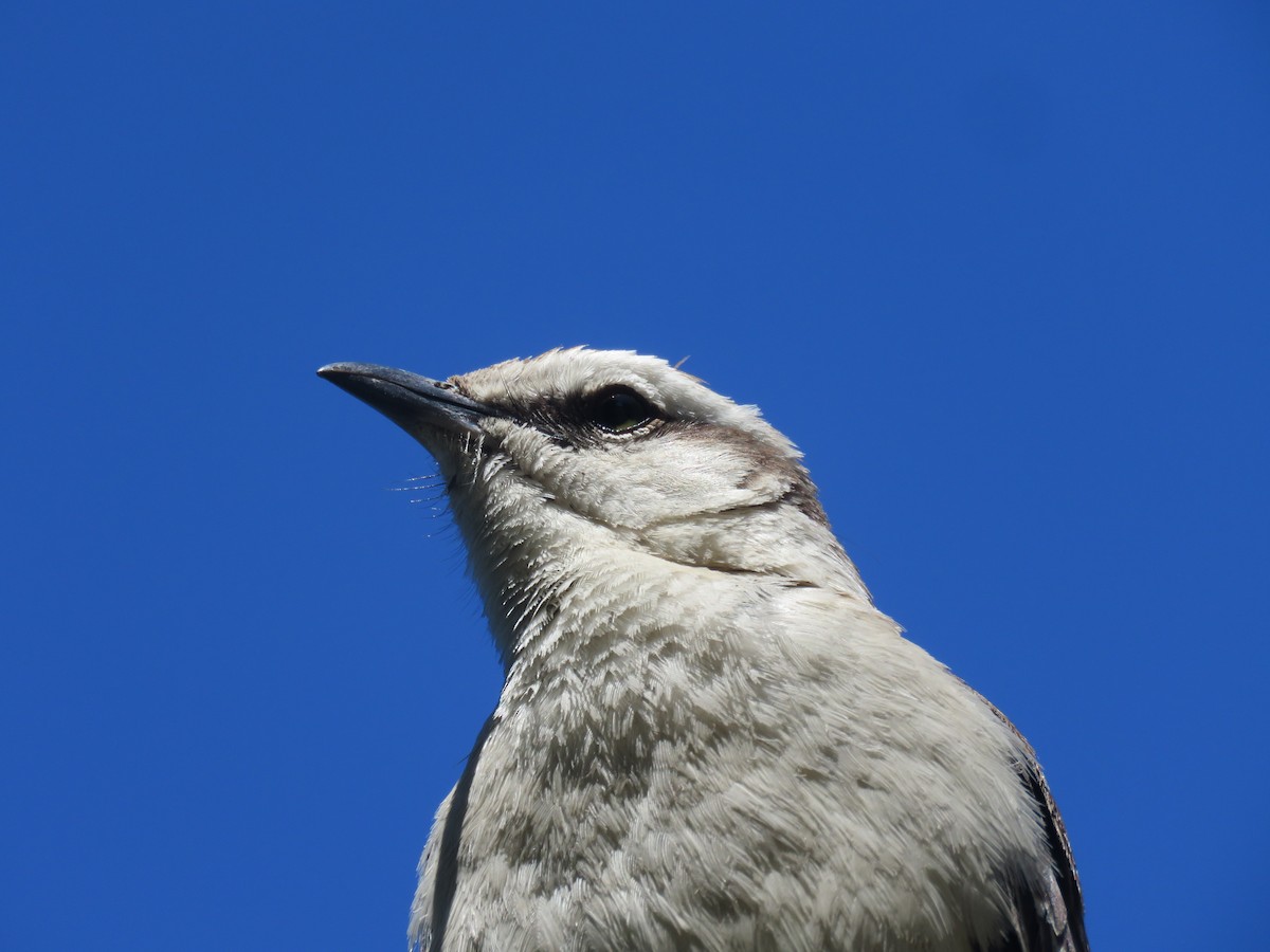 langbrynspottefugl - ML642135068