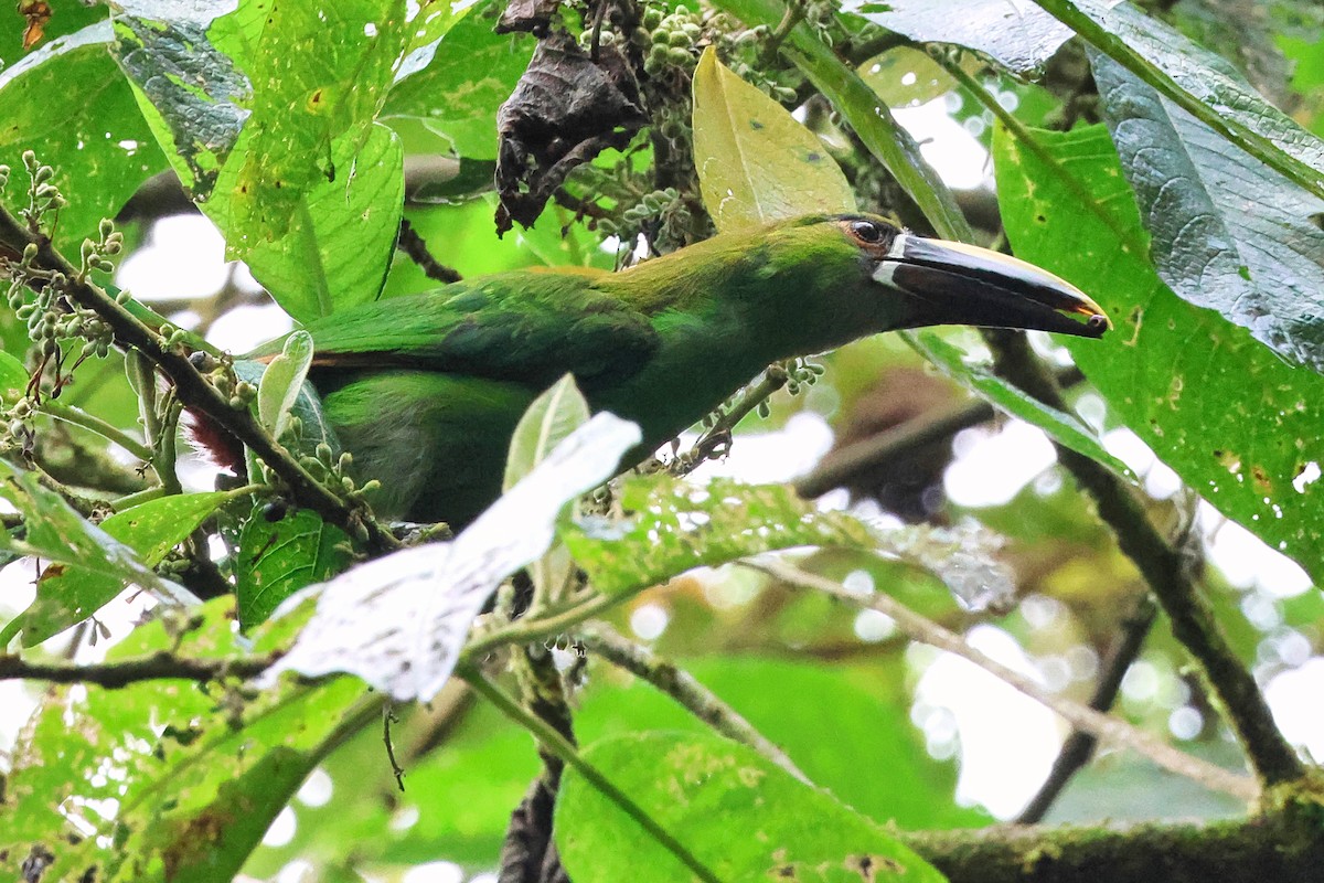 Southern Emerald-Toucanet - ML642135071