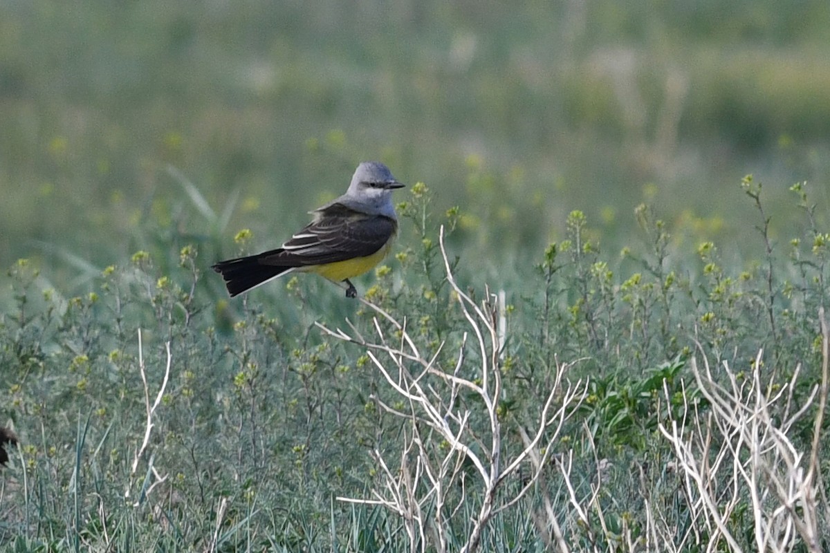 Western Kingbird - ML642135095