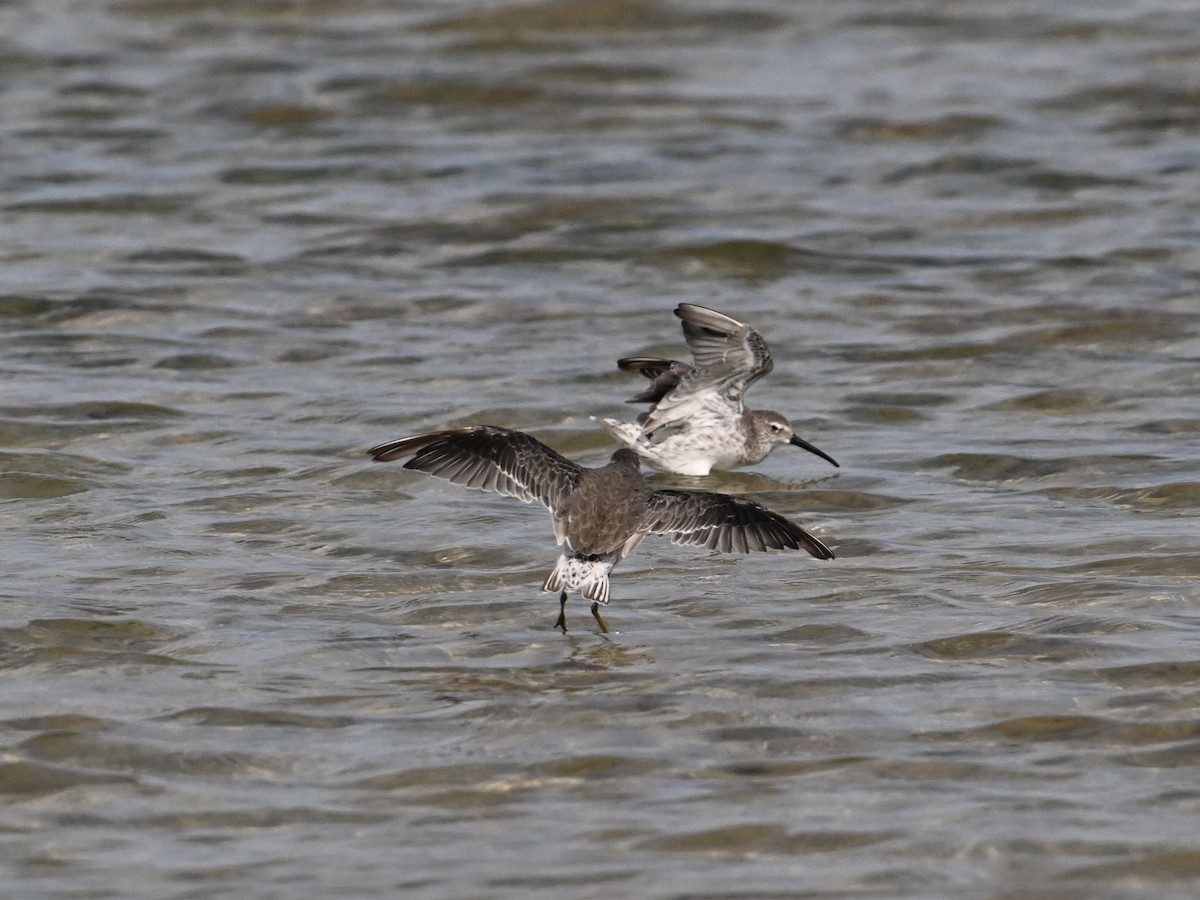 Stilt Sandpiper - ML642135099