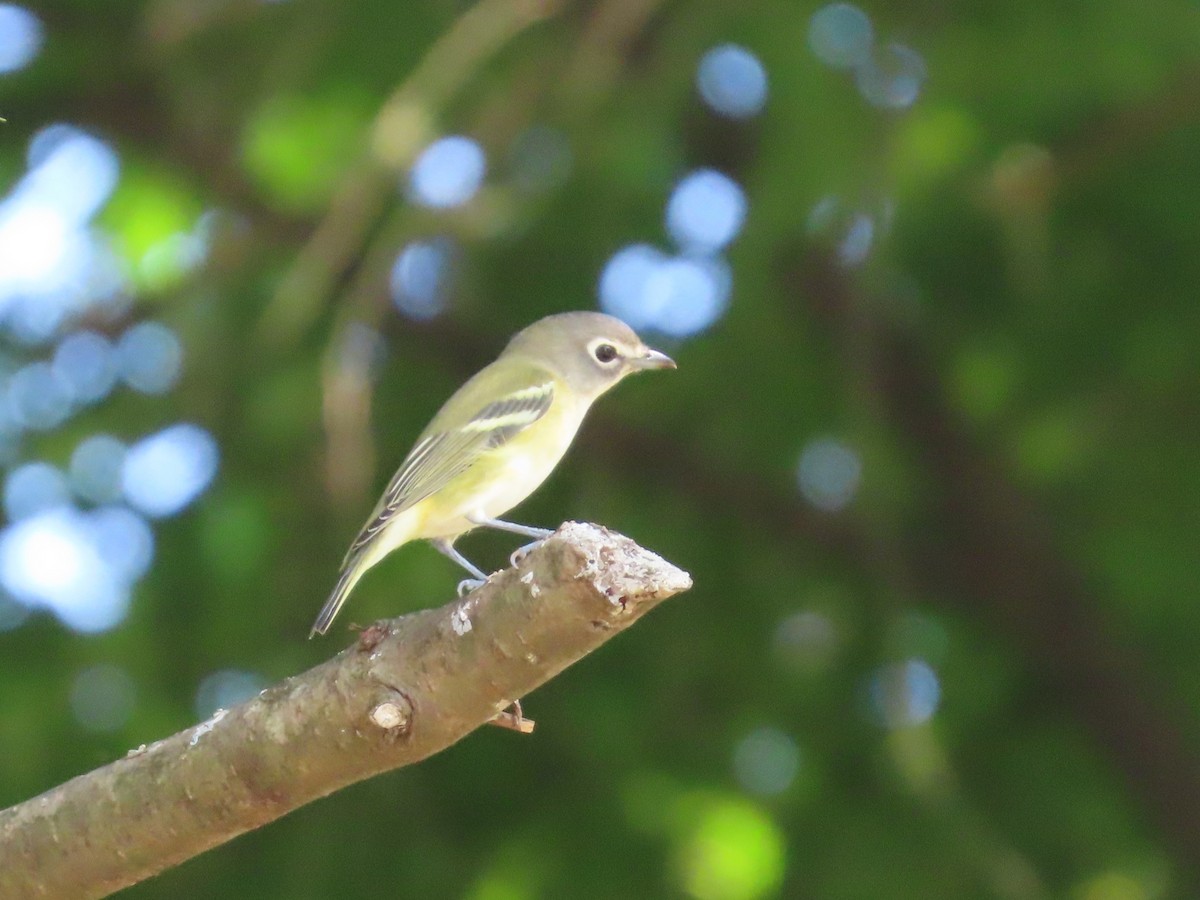 Blue-headed Vireo - ML642135100