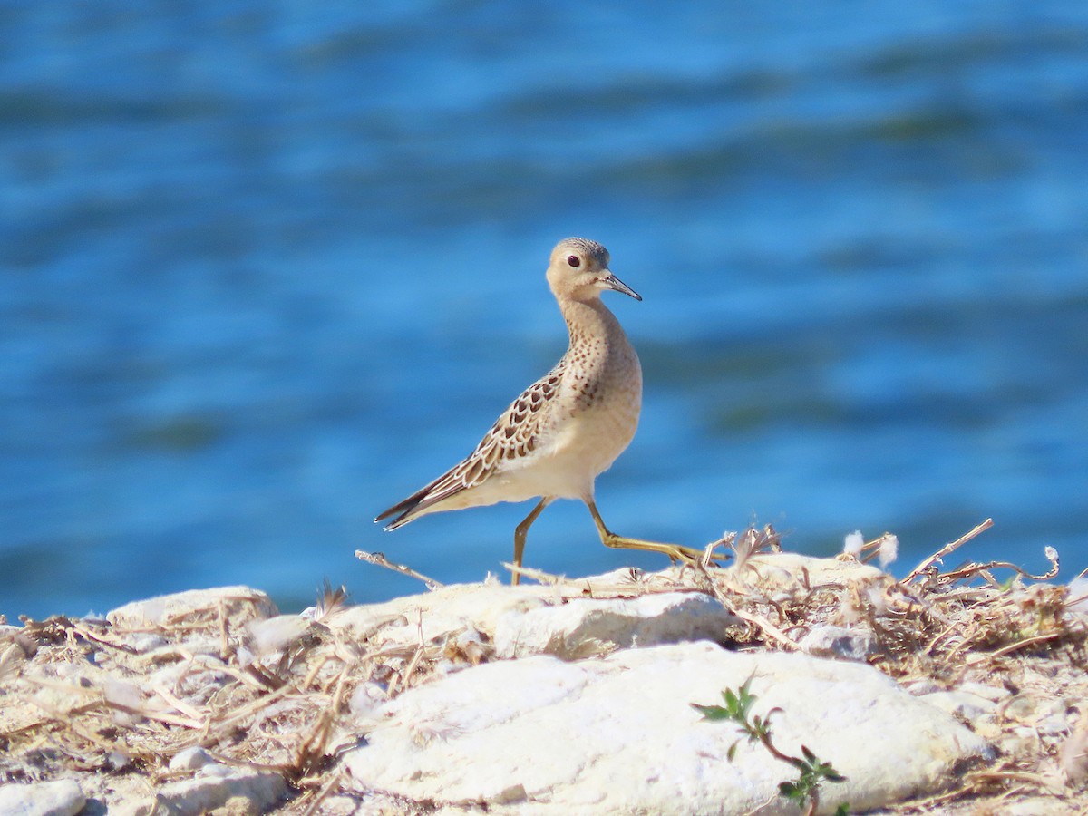 Buff-breasted Sandpiper - ML642135118