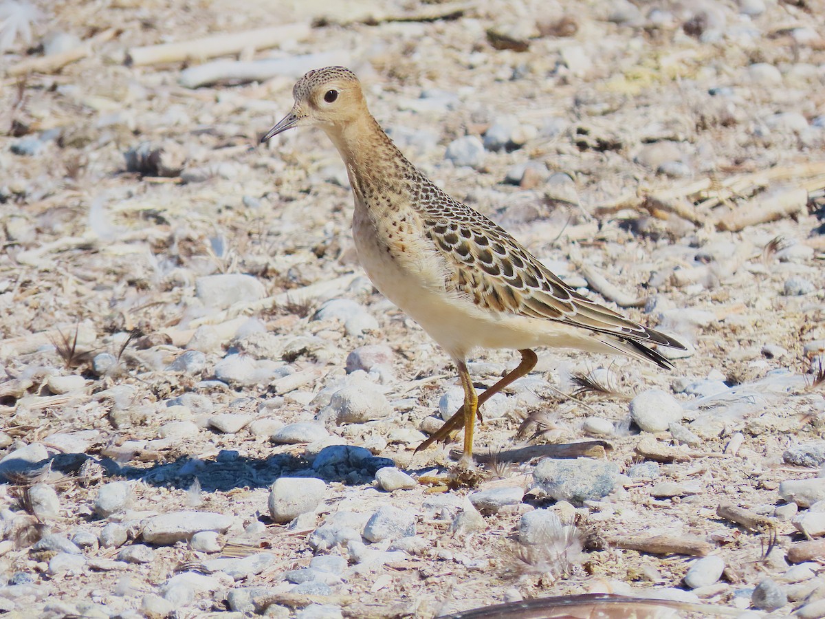 Buff-breasted Sandpiper - ML642135119