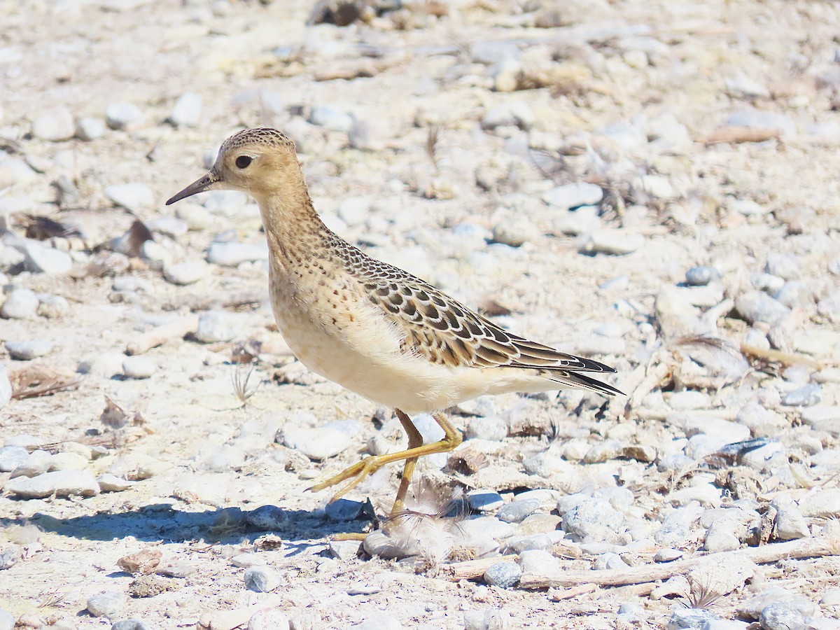 Buff-breasted Sandpiper - ML642135120