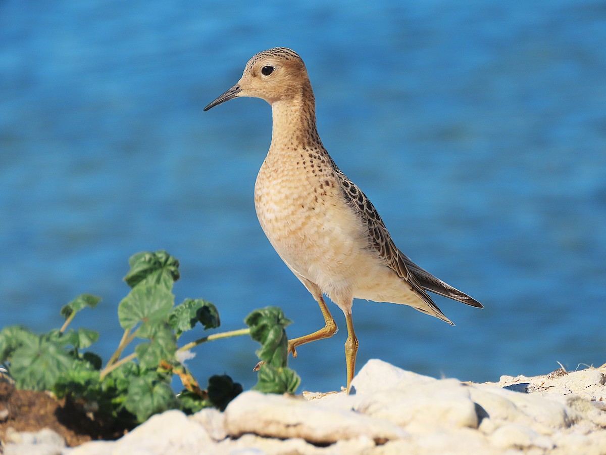 Buff-breasted Sandpiper - ML642135121