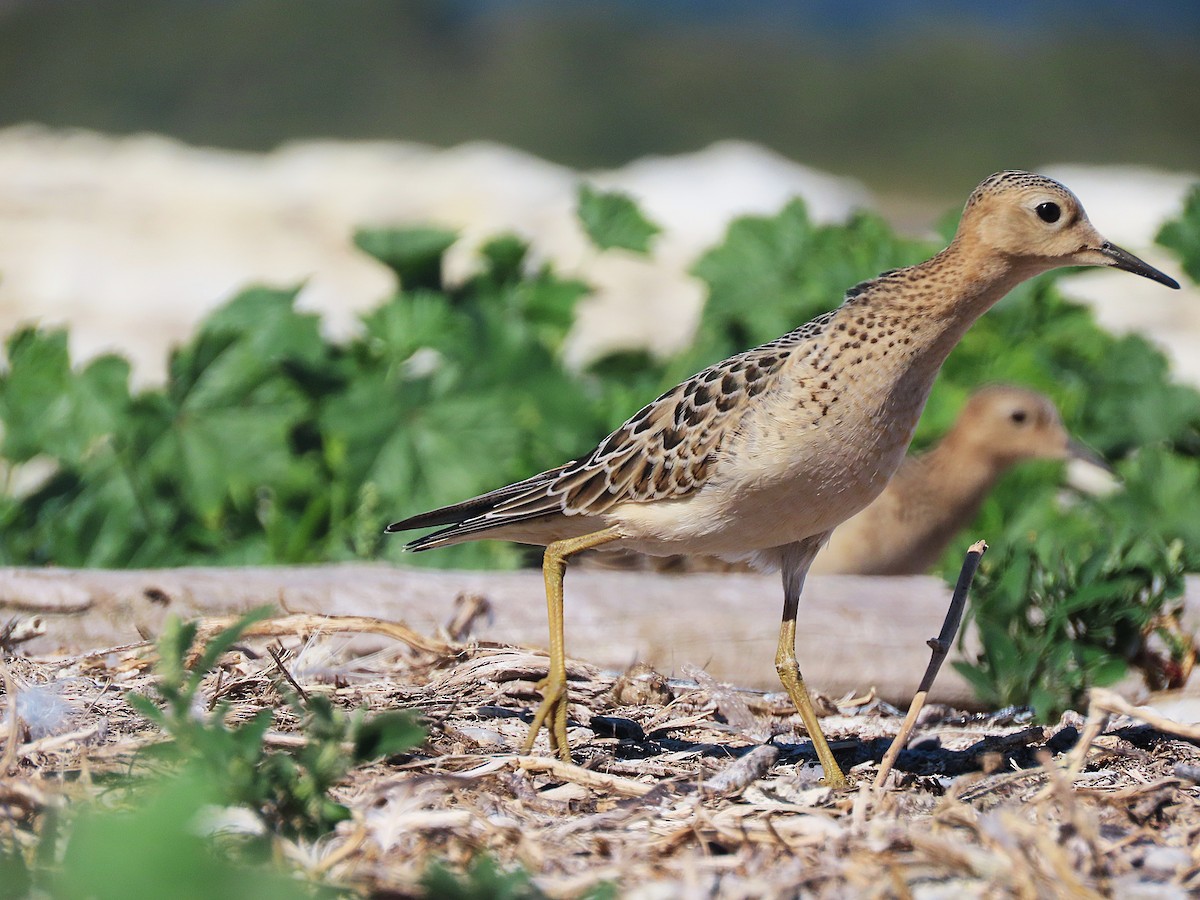 Buff-breasted Sandpiper - ML642135122