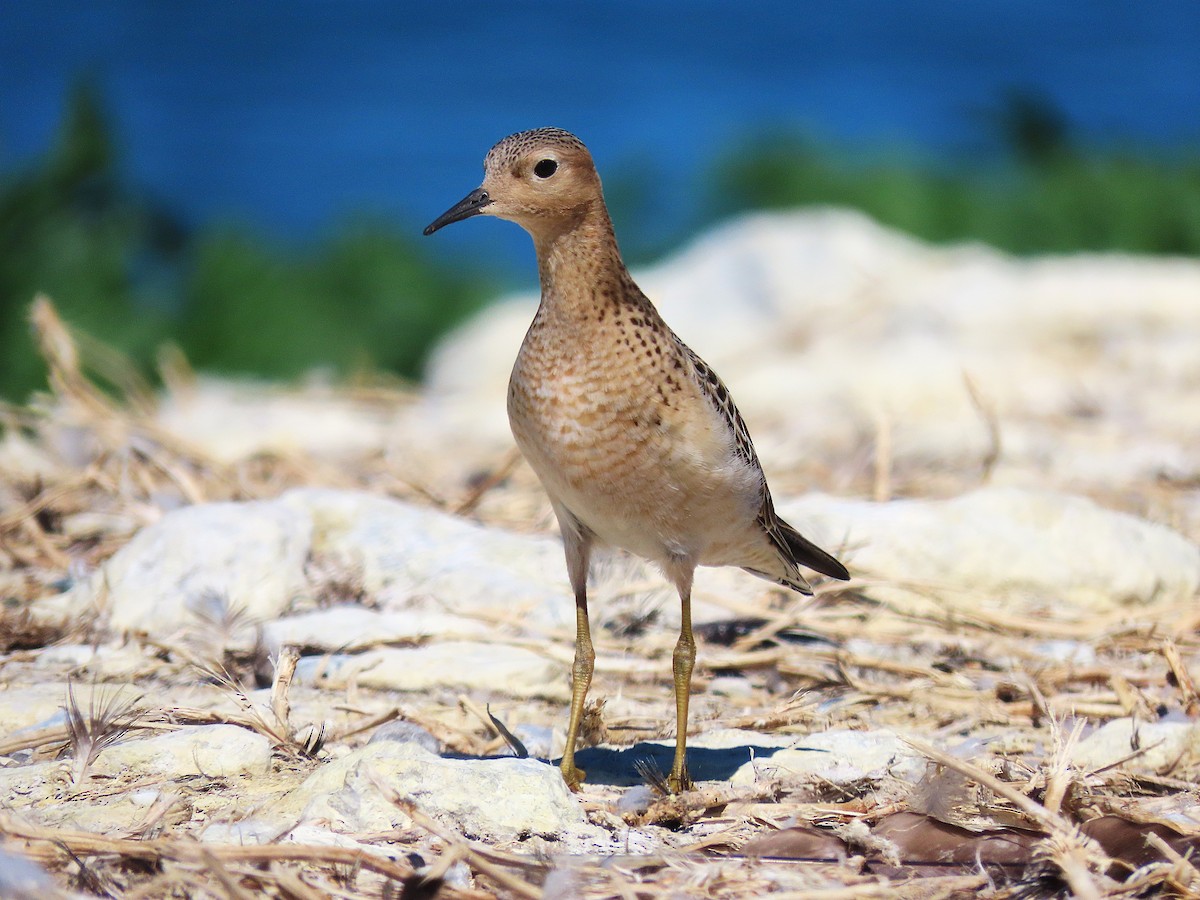 Buff-breasted Sandpiper - ML642135123