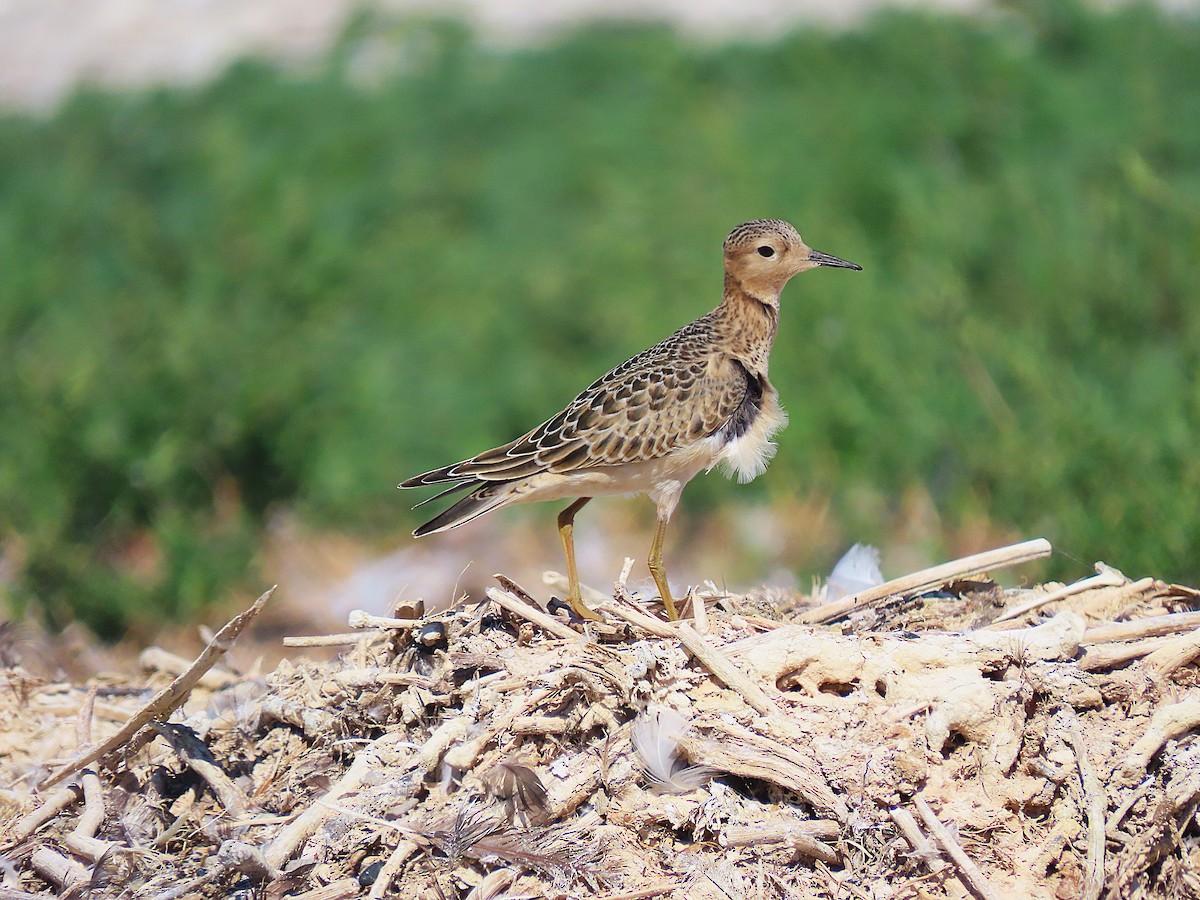 Buff-breasted Sandpiper - ML642135124