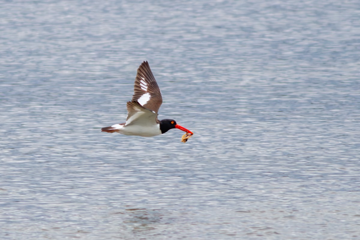American Oystercatcher - ML642135131