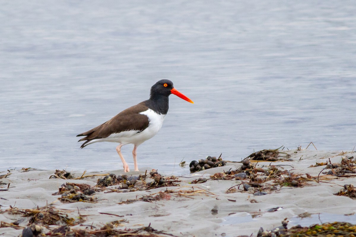 American Oystercatcher - ML642135134