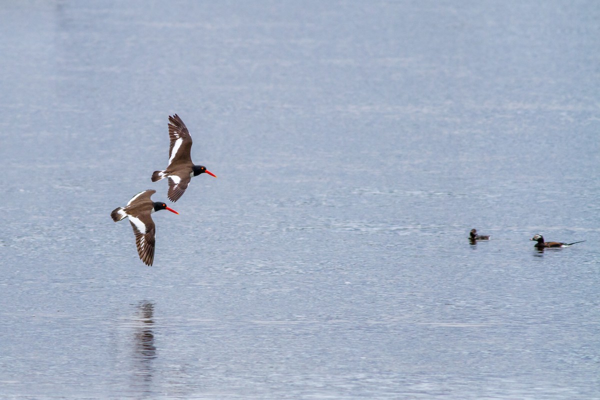 American Oystercatcher - ML642135136