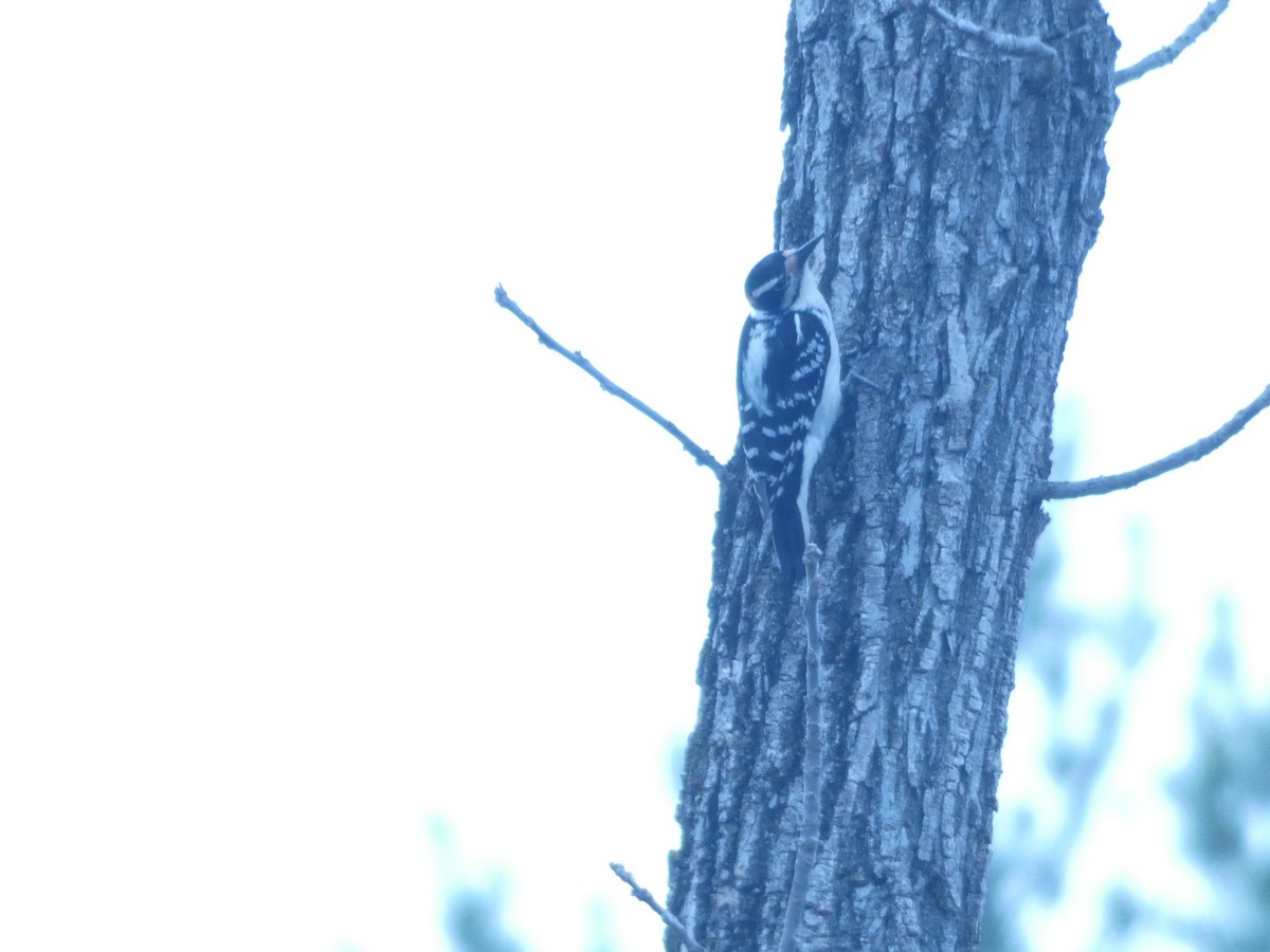 Red-bellied Woodpecker - ML642135150