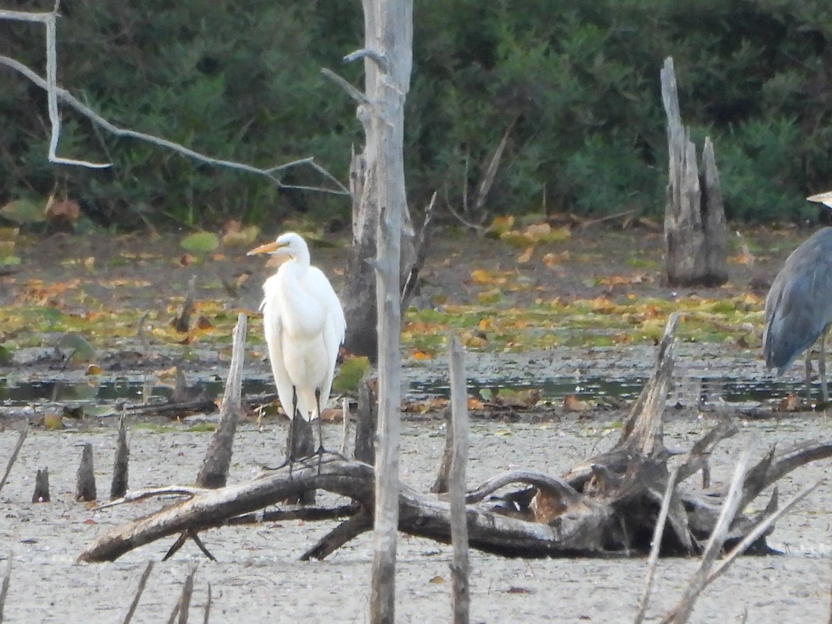 egretthegre - ML642135159