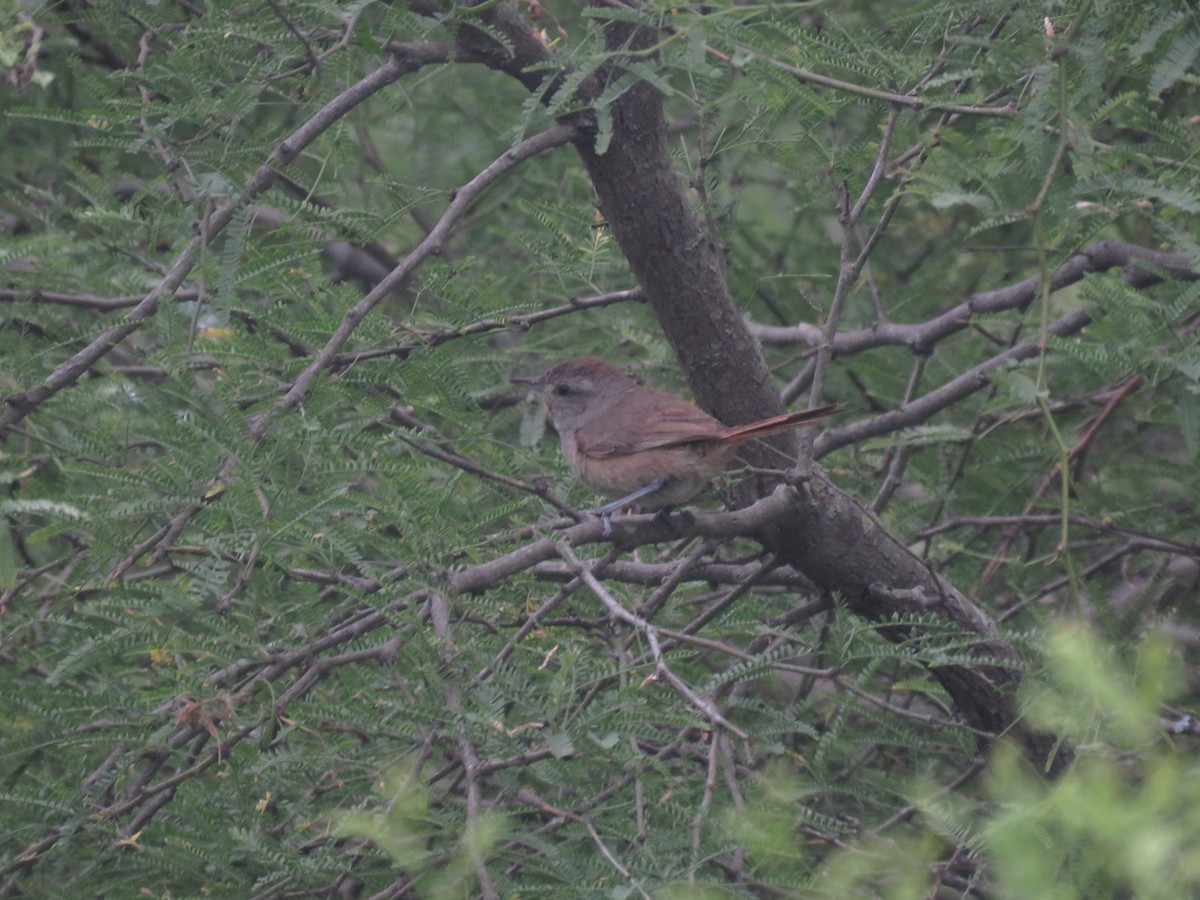 Short-billed Canastero - ML642135168