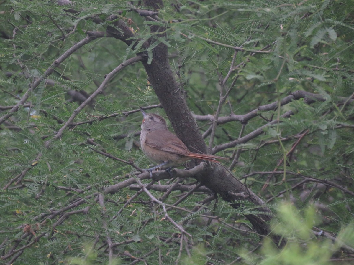 Short-billed Canastero - ML642135169