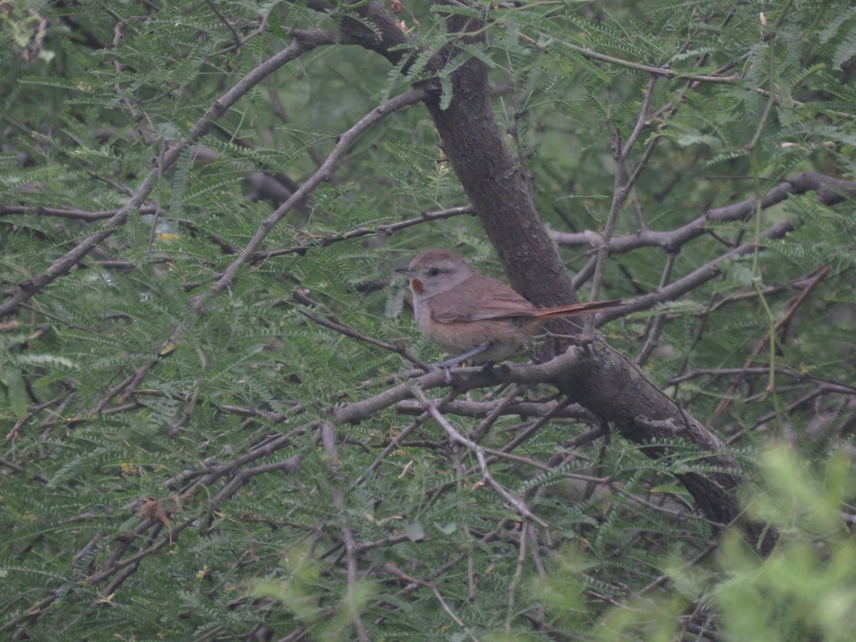 Short-billed Canastero - ML642135170
