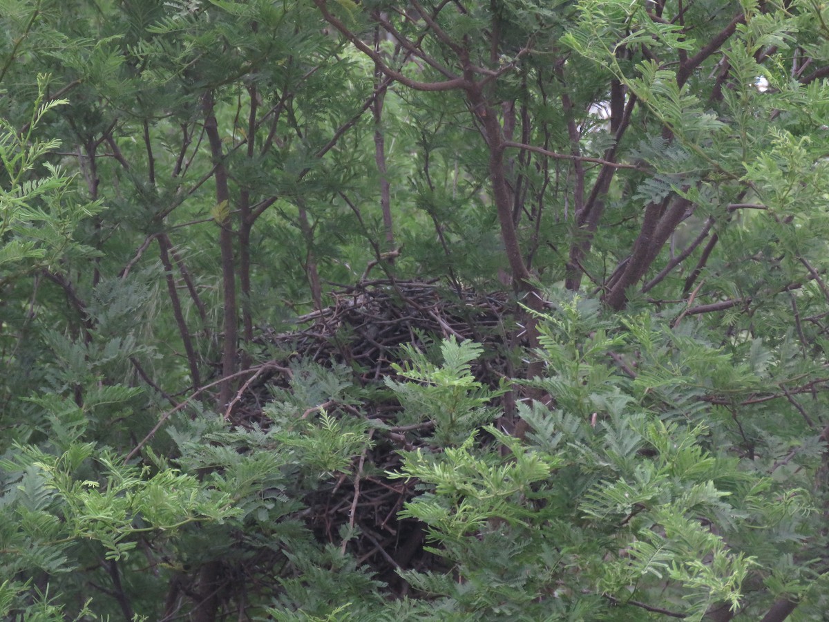 Short-billed Canastero - ML642135171