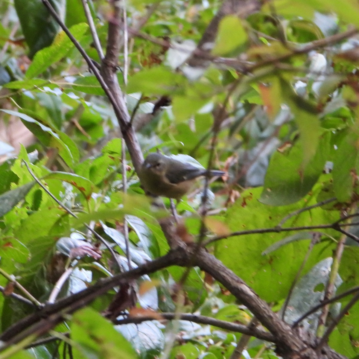 blåparula - ML642135176