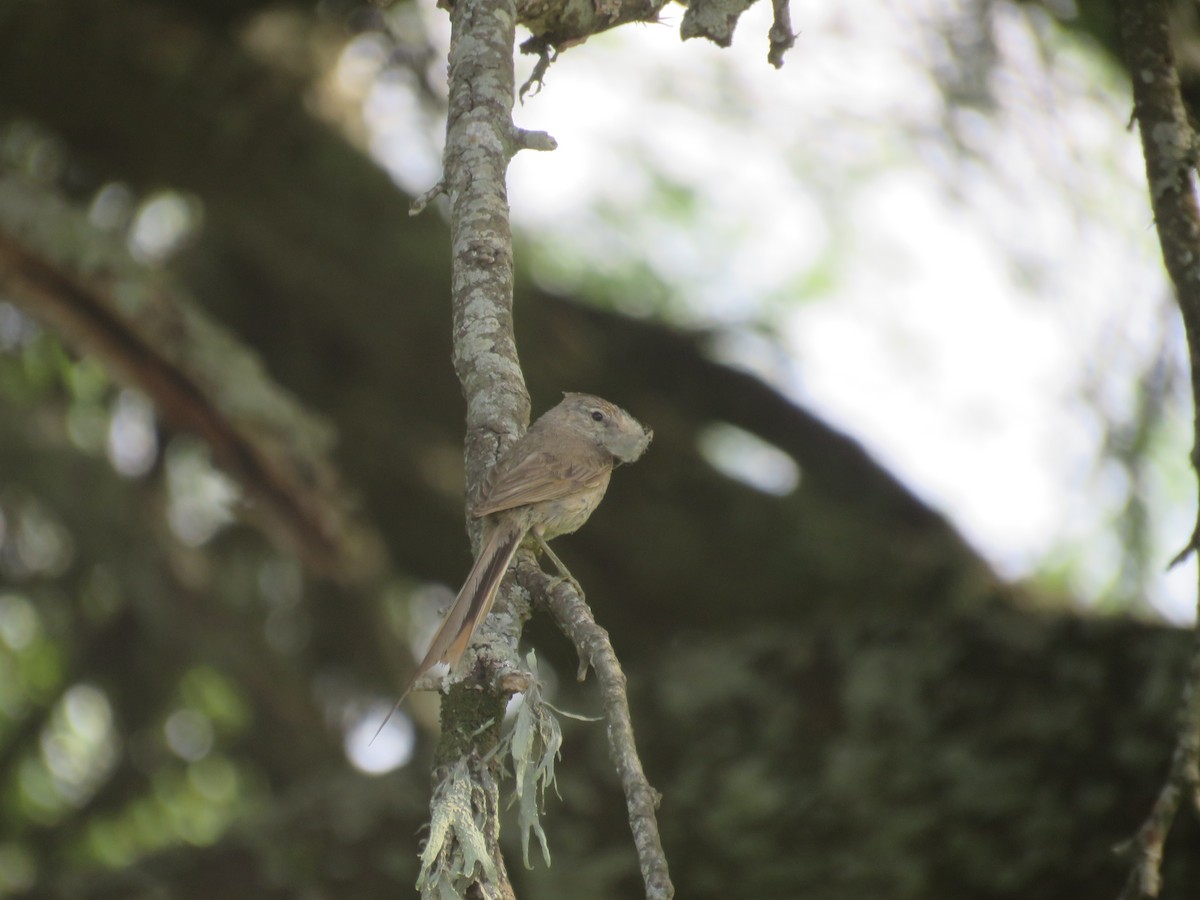 Tufted Tit-Spinetail - ML642135181