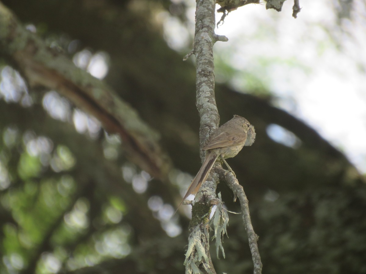 Tufted Tit-Spinetail - ML642135182