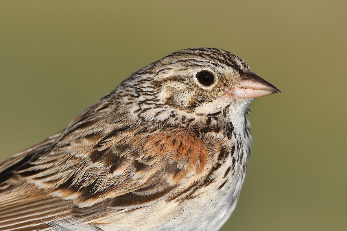 Vesper Sparrow - ML642135184