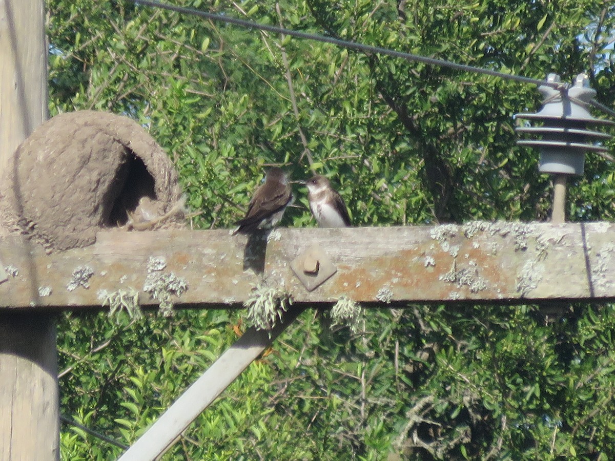 Brown-chested Martin - ML642135188