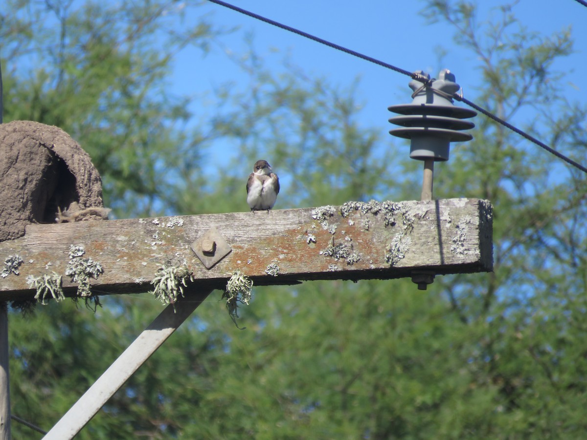 Brown-chested Martin - ML642135189