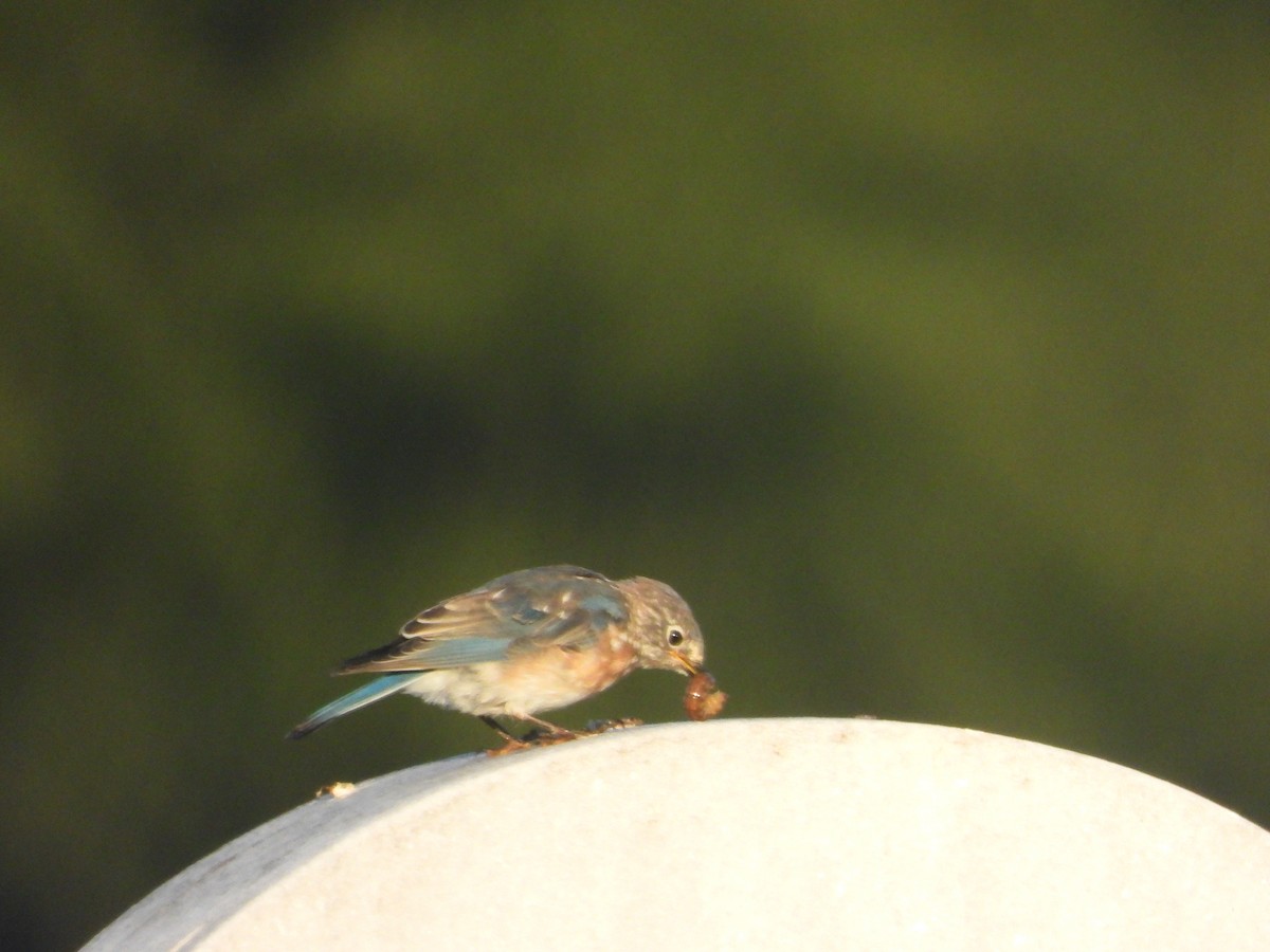 Eastern Bluebird - ML642135199