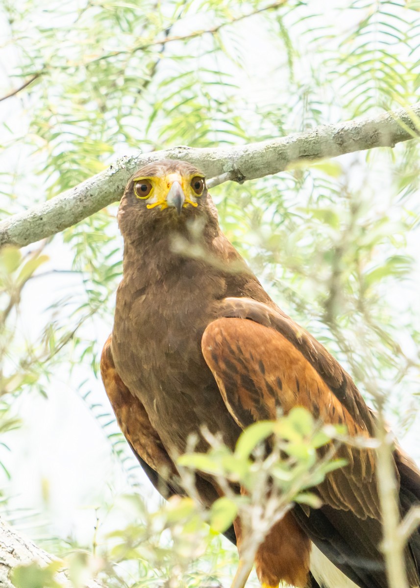 Harris's Hawk - ML642135216