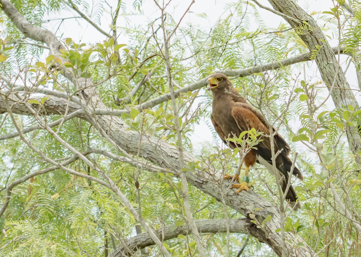 Harris's Hawk - ML642135221
