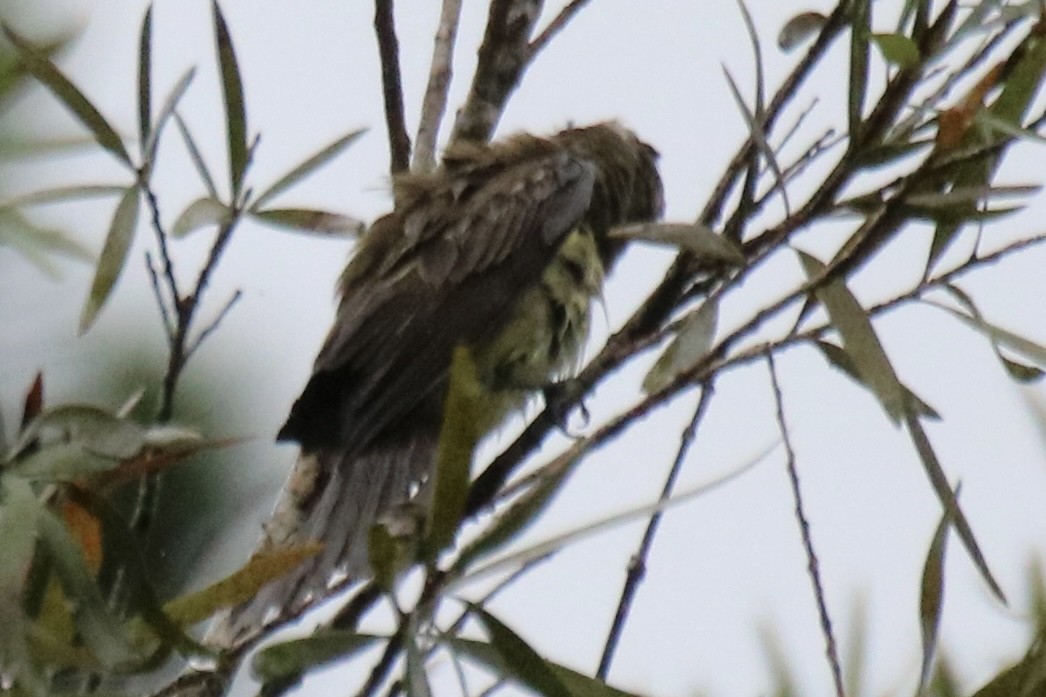 Mosquero Pirata - ML642135222