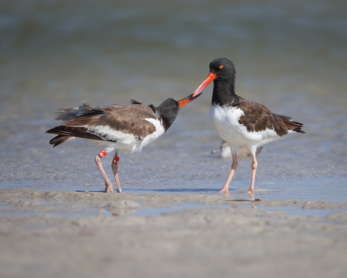 American Oystercatcher - ML642135225