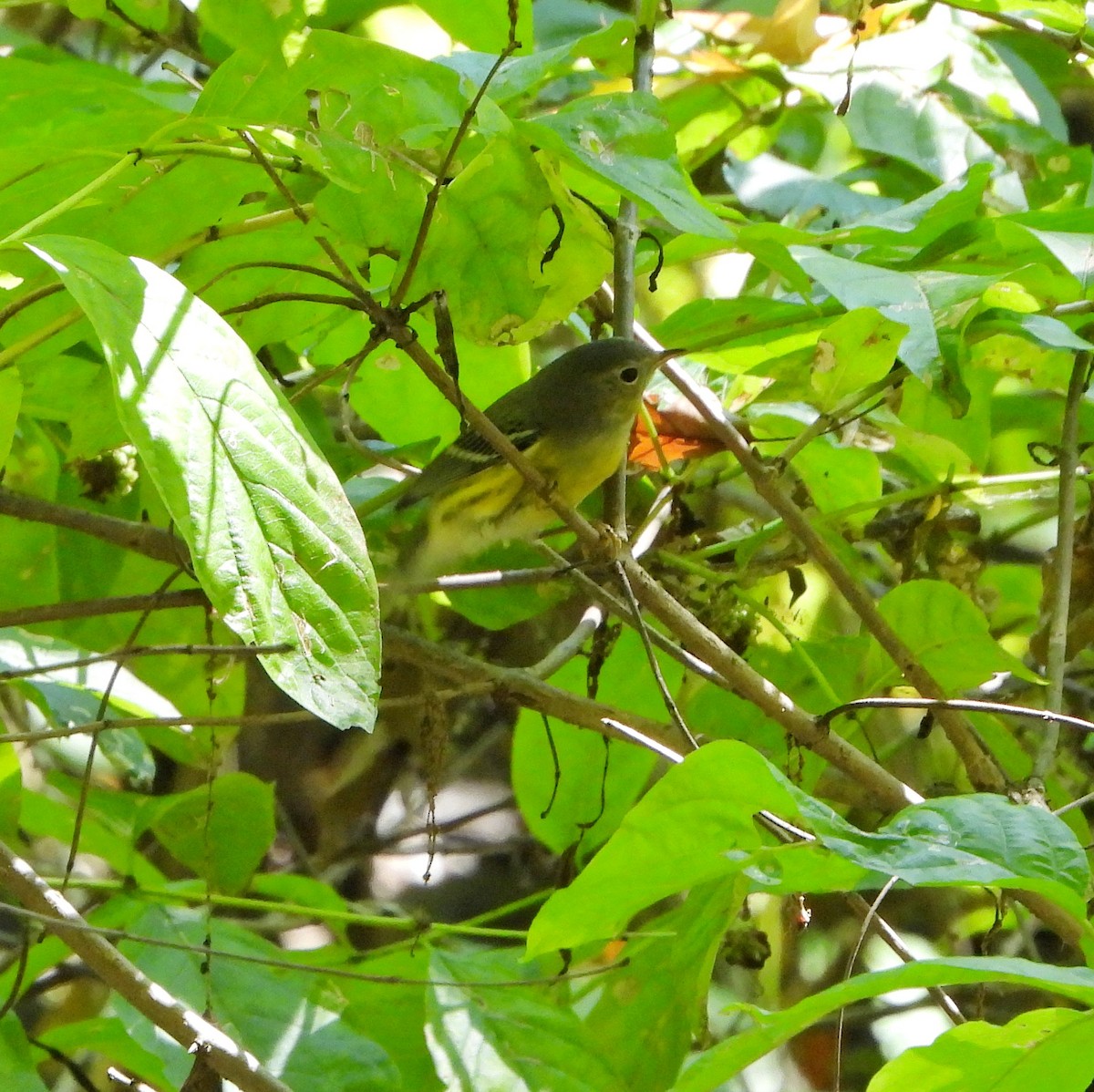 magnoliaparula - ML642135226