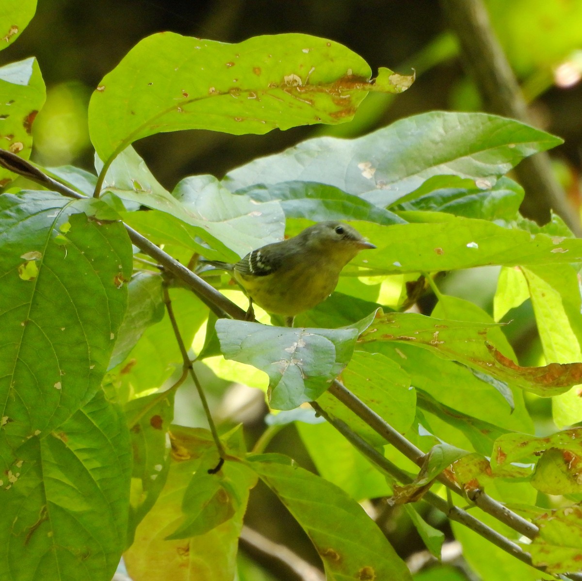 magnoliaparula - ML642135227
