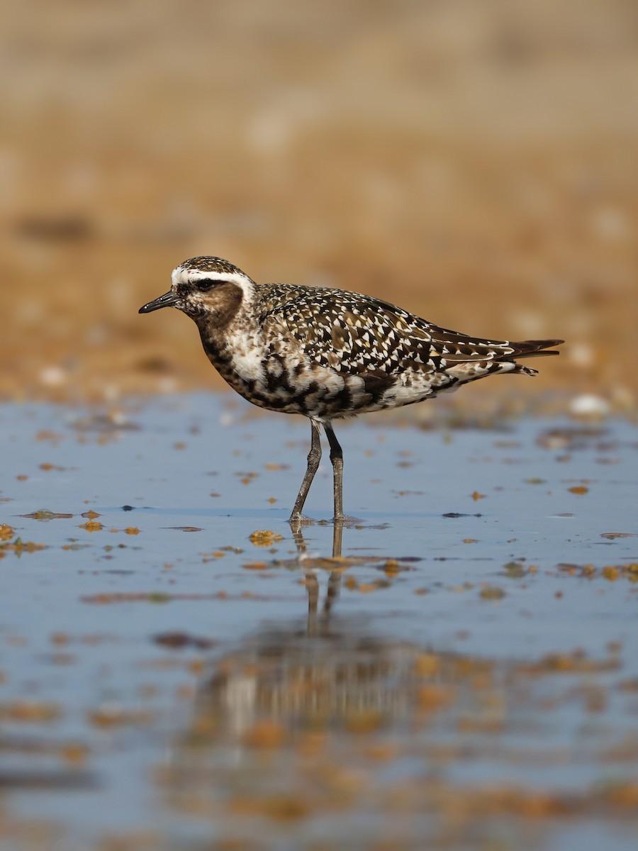 American Golden-Plover - ML642135231