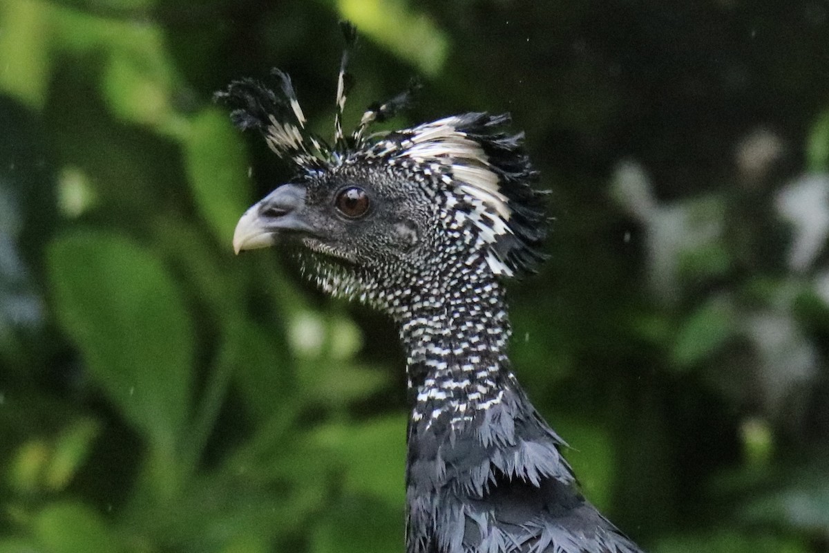 オオホウカンチョウ - ML642135232
