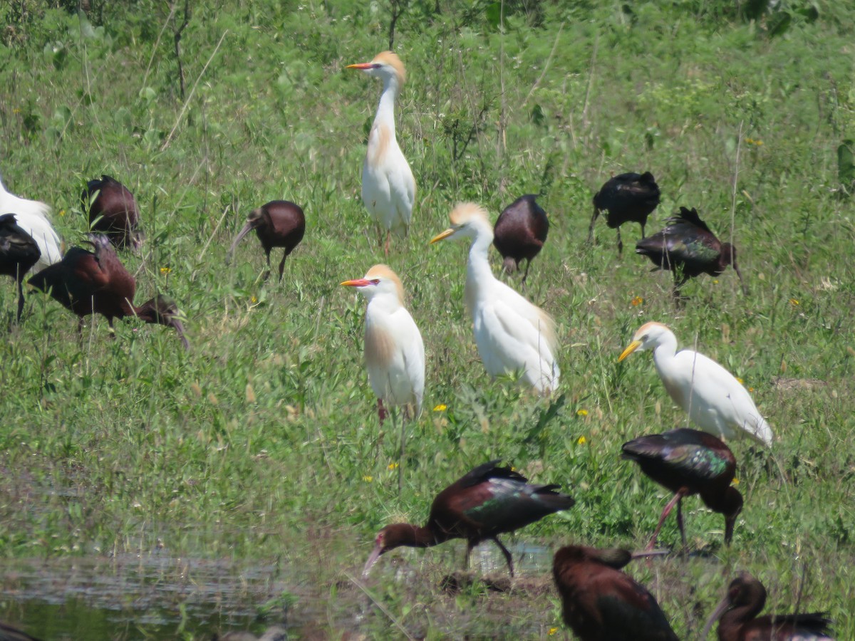 ニシアマサギ - ML642135237