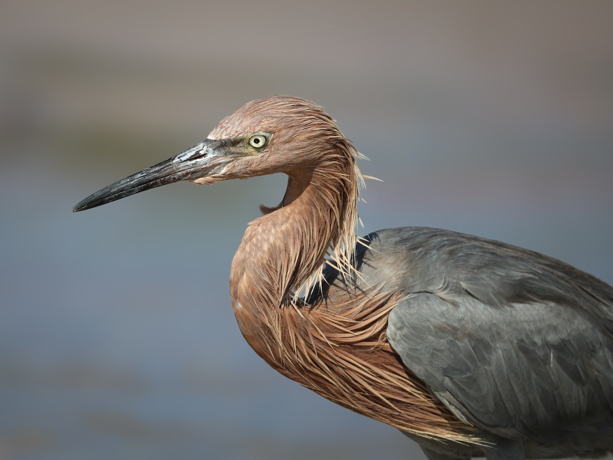 Reddish Egret - ML642135240