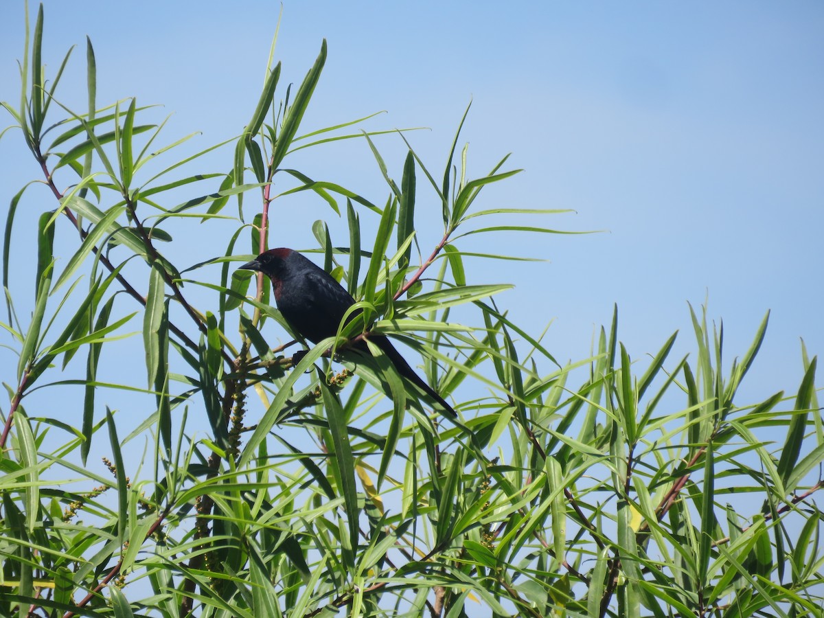 Chestnut-capped Blackbird - ML642135242