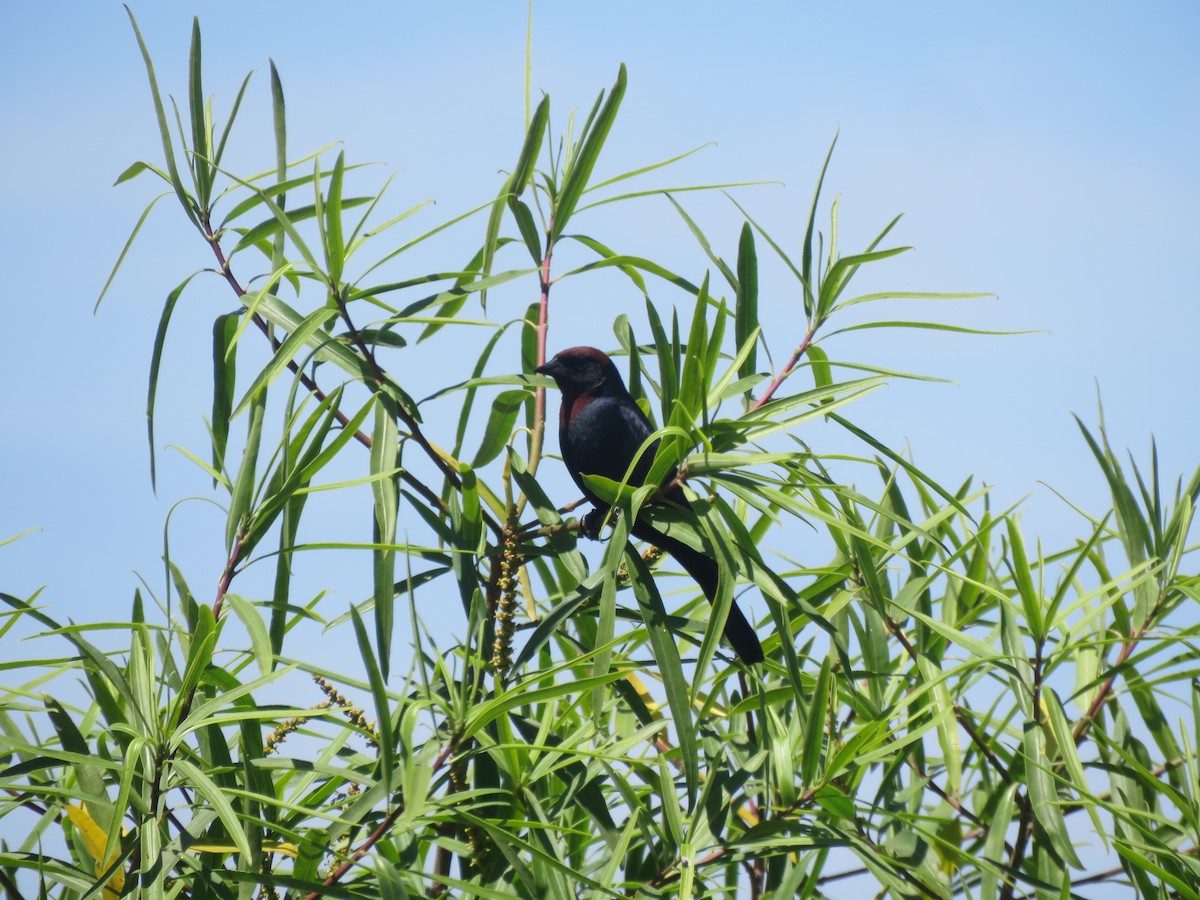 Chestnut-capped Blackbird - ML642135243