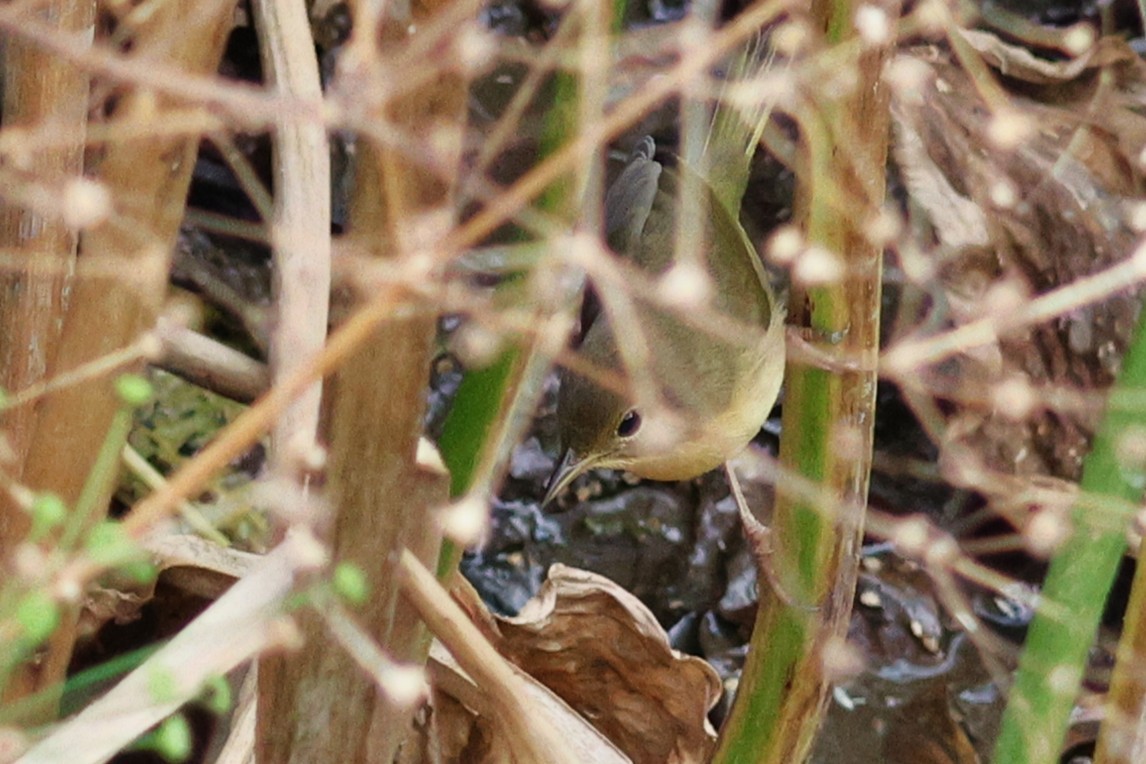 Common Yellowthroat - ML642135245