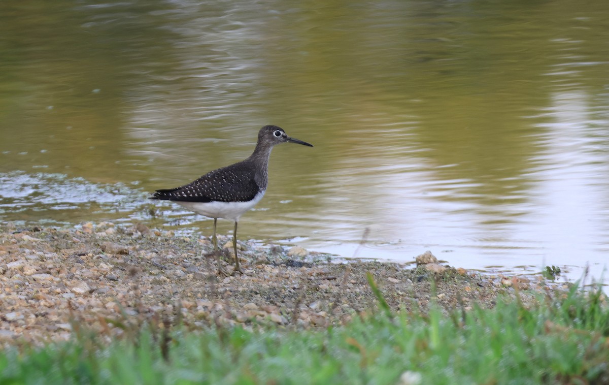 Einsiedelwasserläufer - ML642135259